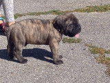 Chiot Bullmastiff mâle à vendre