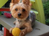 Yorkshire Terrier disponible pour saillie