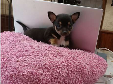 Femelle Chihuahua à vendre