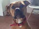 Chien adulte de type American Staffordshire Terrier Mâle à donner