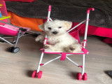 Sean, Bichon Bolonais disponible pour saillie