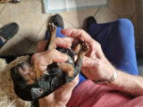 Chiot Caniche Toy noir et feu à vendre
