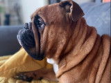Recherche femelle Bouledogue Anglais pour saillie