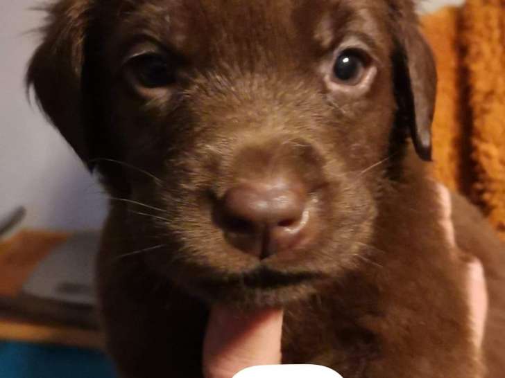 Chiots Labrador chocolat à vendre