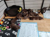 Chiots Labrador chocolat à vendre