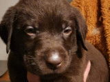 Chiots Labrador chocolat à vendre
