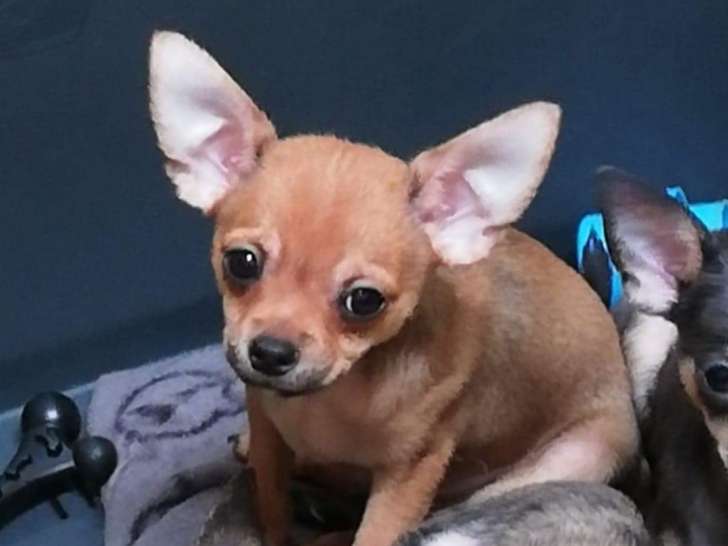 Chiot Chihuahua mâle à poil court en ordre pr 1 an  à vendre