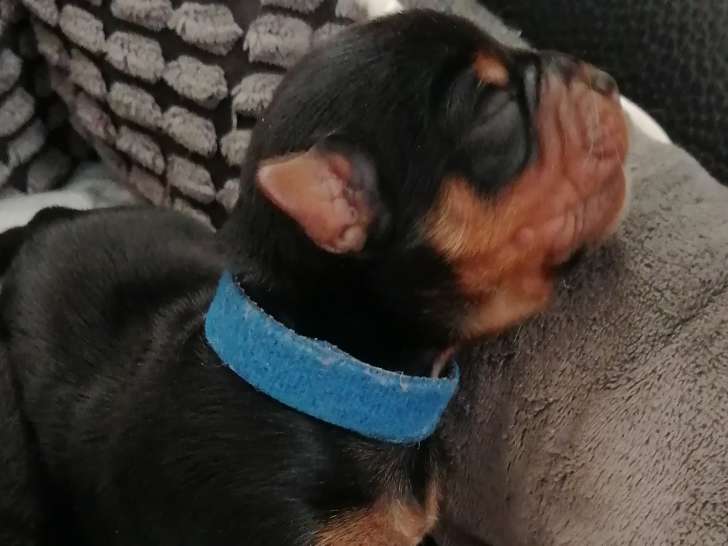 Chiots Yorkshire Terriers à vendre