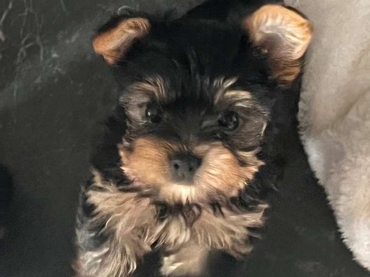 Chiots Yorkshire Terriers à vendre