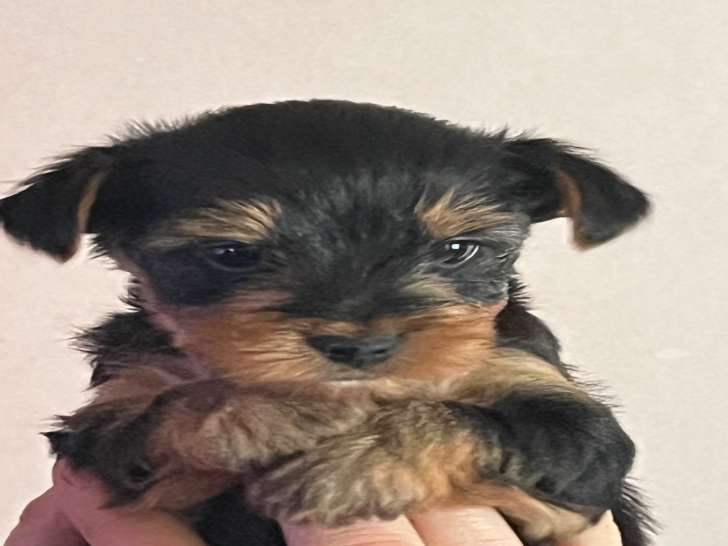 Chiots Yorkshire Terriers à vendre