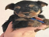 Chiots Yorkshire Terriers à vendre