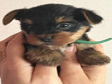 Chiots Yorkshire Terriers à vendre