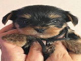 Chiots Yorkshire Terriers à vendre