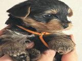 Chiots Yorkshire Terriers à vendre