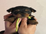 Chiots Yorkshire Terriers à vendre