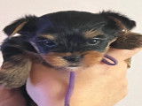 Chiots Yorkshire Terriers à vendre