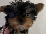 Chiots Yorkshire Terriers à vendre