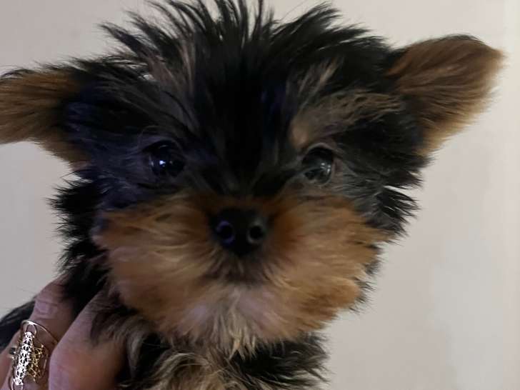 Chiots Yorkshire Terriers à vendre