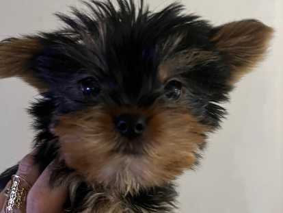 Chiots Yorkshire Terriers à vendre
