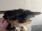 Chiots Yorkshire Terriers à vendre