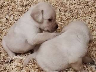 Affectueux chiots Labradors pedigree FCI à réserver pour octobre 2022 : deux femelles et trois mâles
