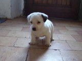 Chiots Jack Russel Terrier LOF à vendre
