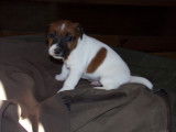 Chiots Jack Russel Terrier LOF à vendre