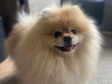 De type Spitz Allemand disponible pour saillie