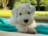 Schnauzer Nain blancs à réserver