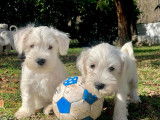 Schnauzer Nain blancs à réserver