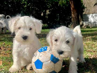 Schnauzer Nain blancs à réserver