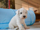 Schnauzer Nain blancs à réserver