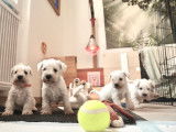 Schnauzer Nain blancs à réserver