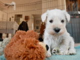 Schnauzer Nain blancs à réserver