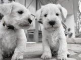 Schnauzer Nain blancs à réserver