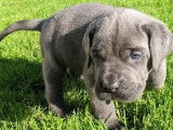 Chiots Cane Corso à réserver