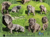 Chiots Cane Corso à réserver