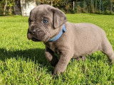 Chiots Cane Corso à réserver