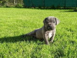 Chiots Cane Corso à réserver