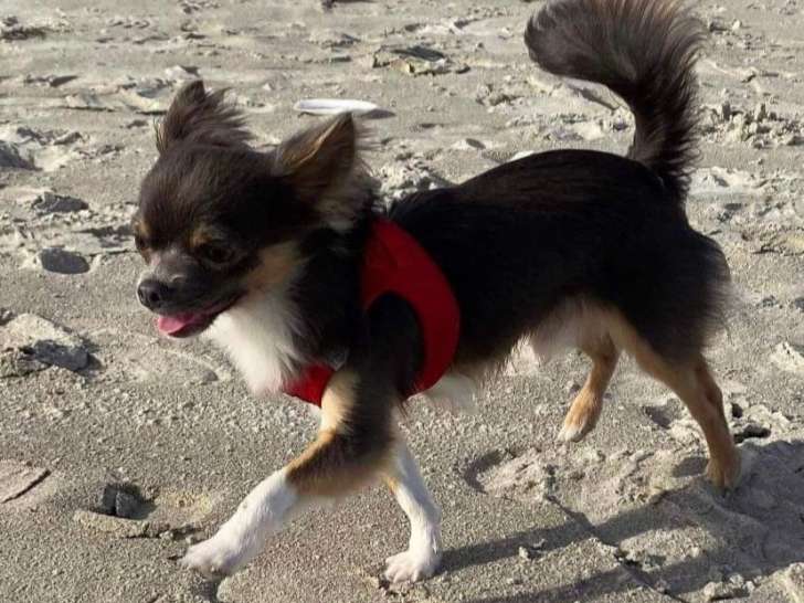 De race Chihuahua disponible pour saillie