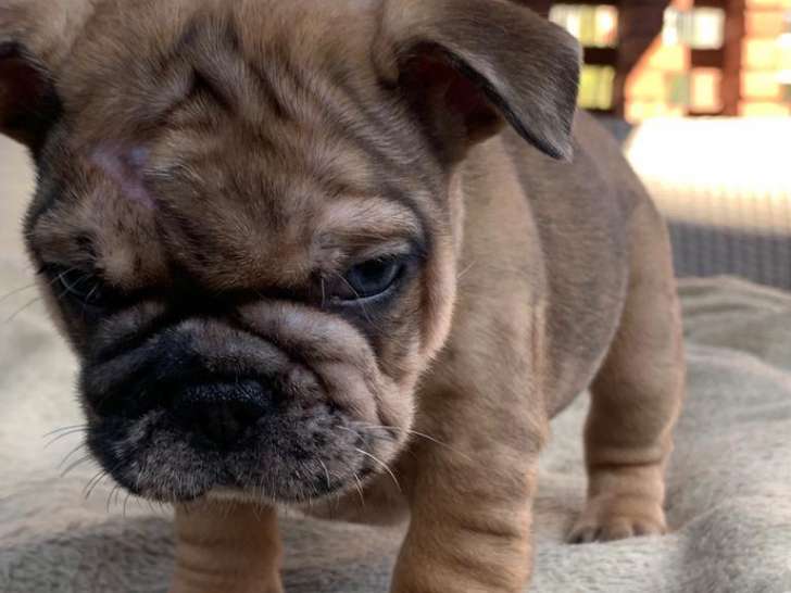 Chiots de type Bouledogue Français à vendre (4 femelles & 1 mâle)