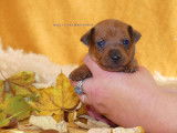 Chiots Pinschers Nains inscrits au LOF à vendre