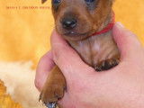 Chiots Pinschers Nains inscrits au LOF à vendre