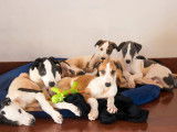 Chiots Greyhound LOF à vendre