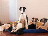 Chiots Greyhound LOF à vendre
