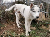 Chiots Husky de Sibérie de pure race à vendre