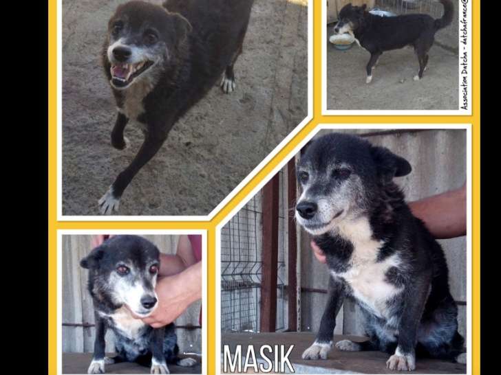 Masik, chien croisé de type berger à adopter