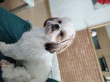 De race Shih Tzu disponible pour saillie