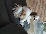 De race Shih Tzu disponible pour saillie