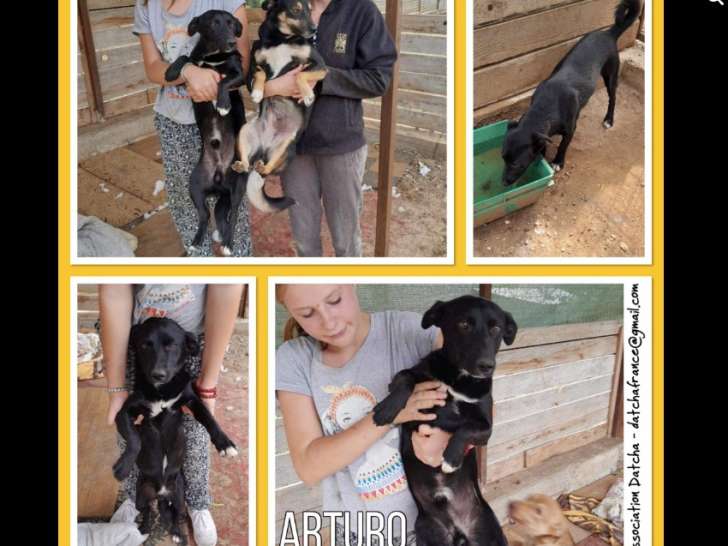 Arturo, chien croisé de type berger à adopter